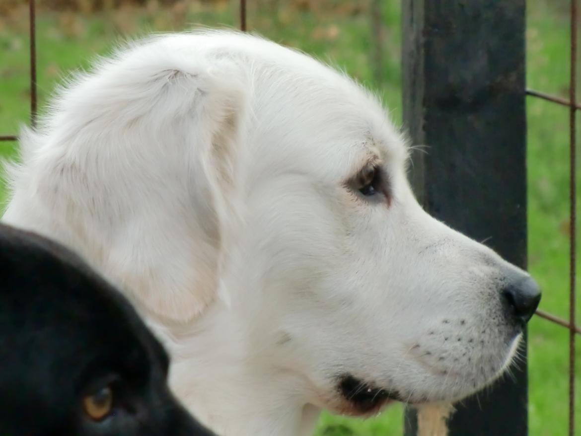 Golden retriever Hubert - Hubert og Cano billede 5