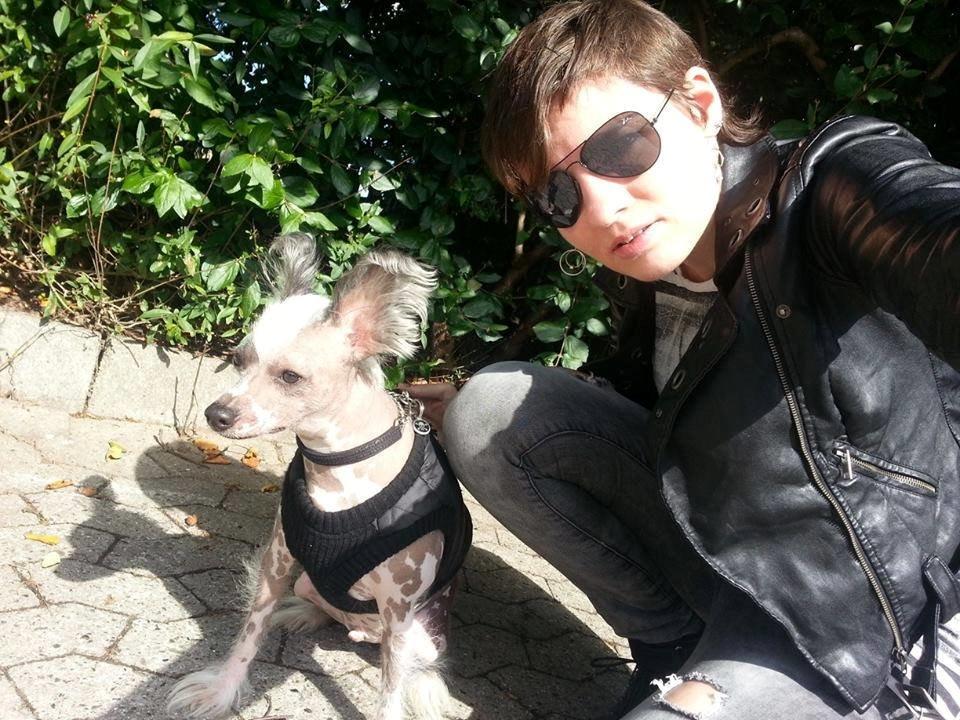 Chinese crested hårløs Spooky billede 22