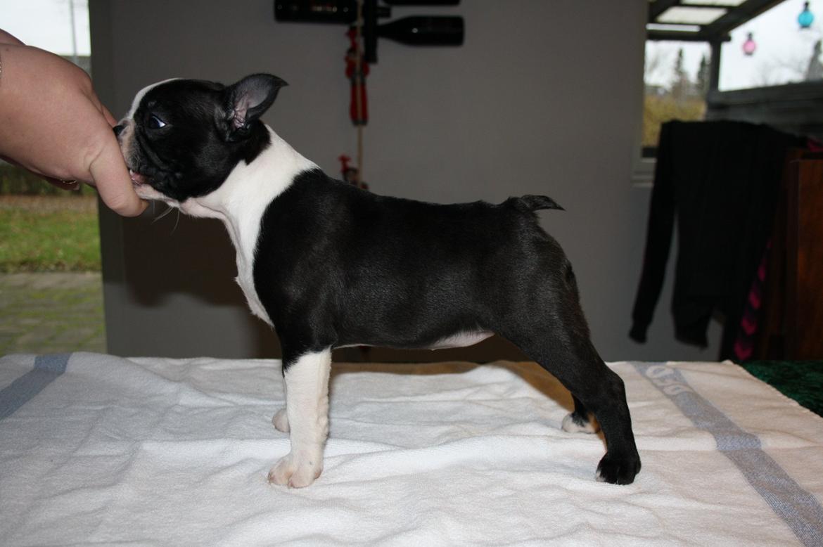 Boston terrier Beautiful Aya vom Greifenring - 9 uger billede 17