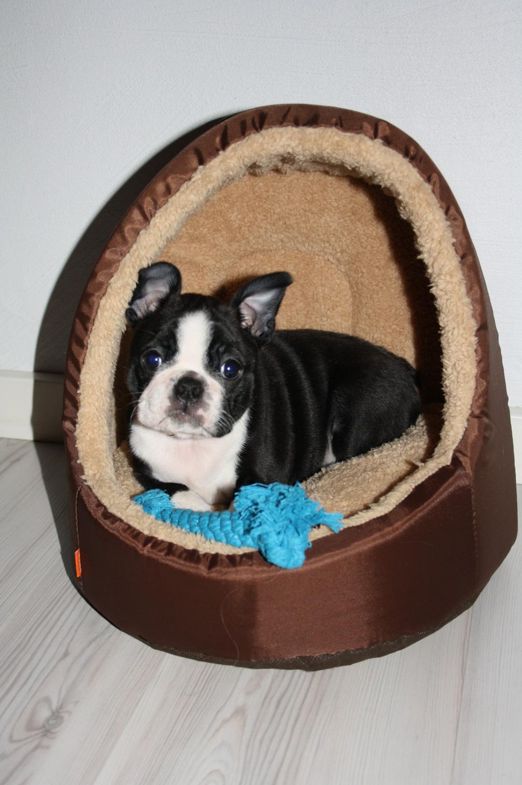 Boston terrier Beautiful Aya vom Greifenring billede 18