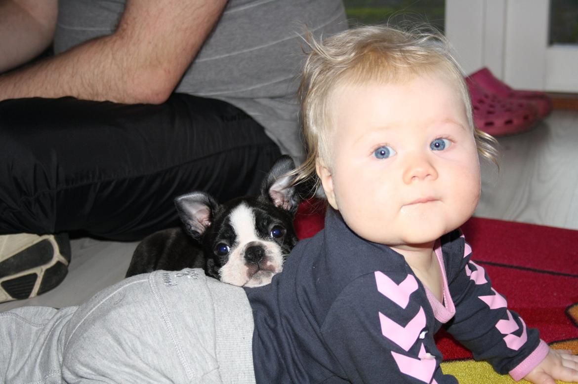 Boston terrier Beautiful Aya vom Greifenring billede 19