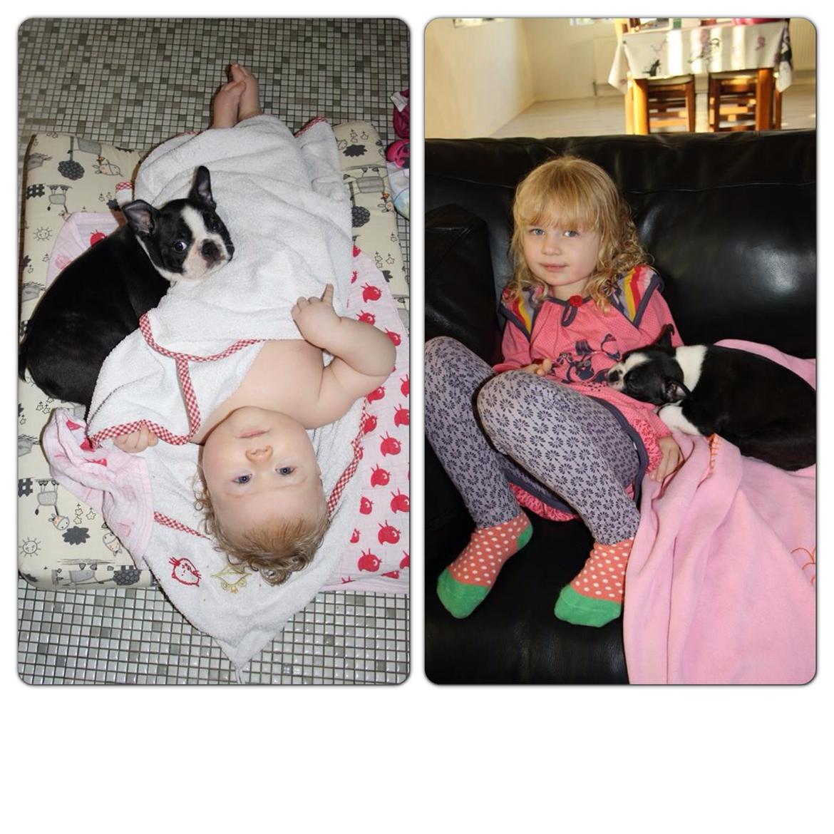 Boston terrier Beautiful Aya vom Greifenring billede 20