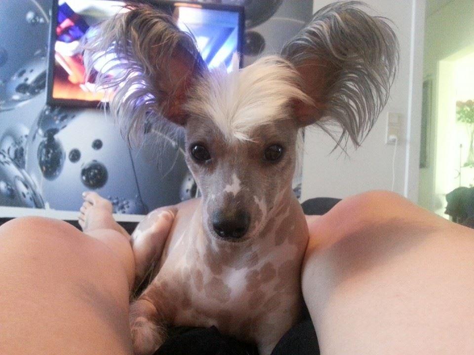 Chinese crested hårløs Spooky billede 49