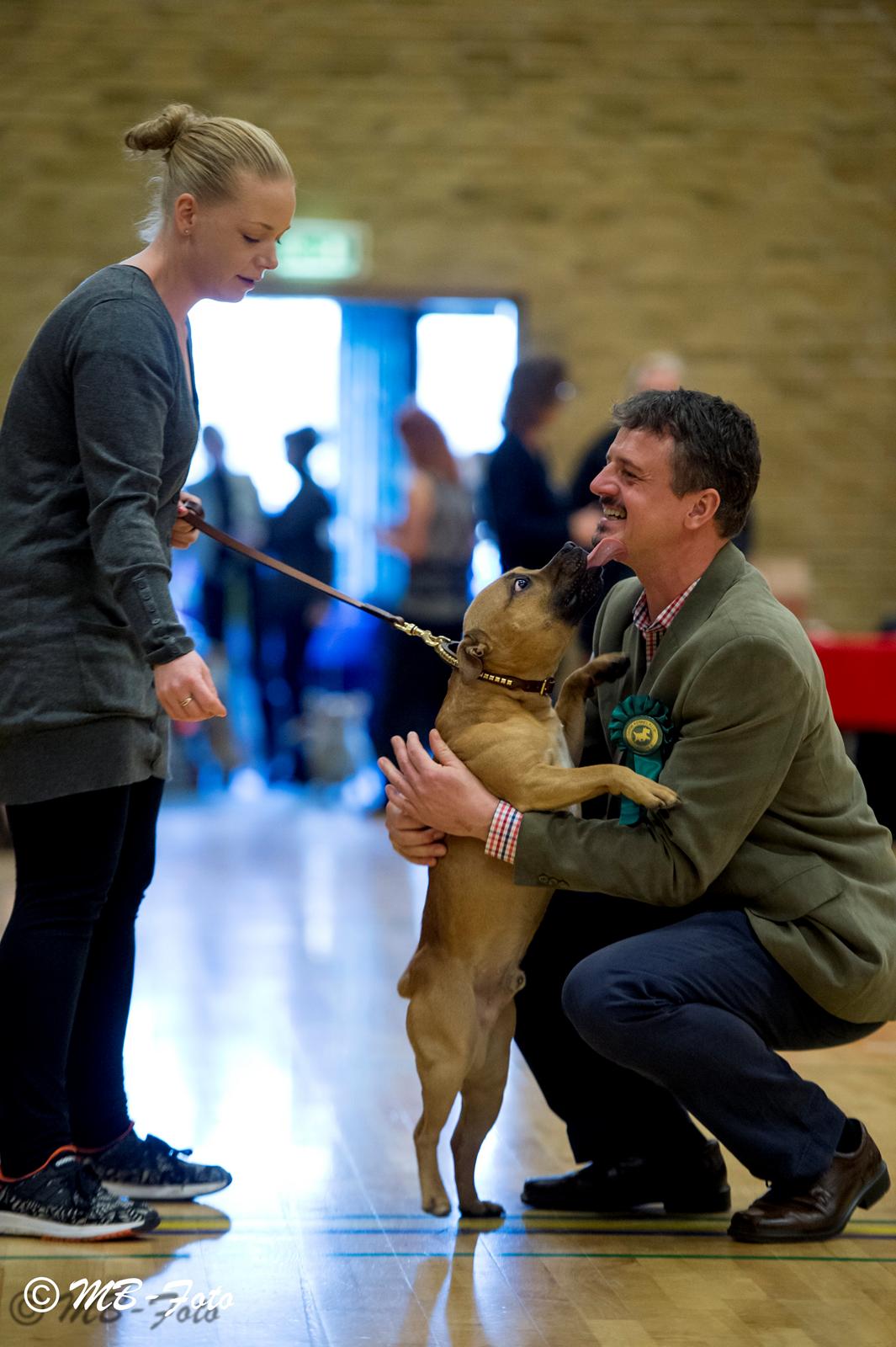 Staffordshire bull terrier KBHV2015 Wenk Staff' s King In A Corner aka Elo - DKK Juleskue Køge  billede 14