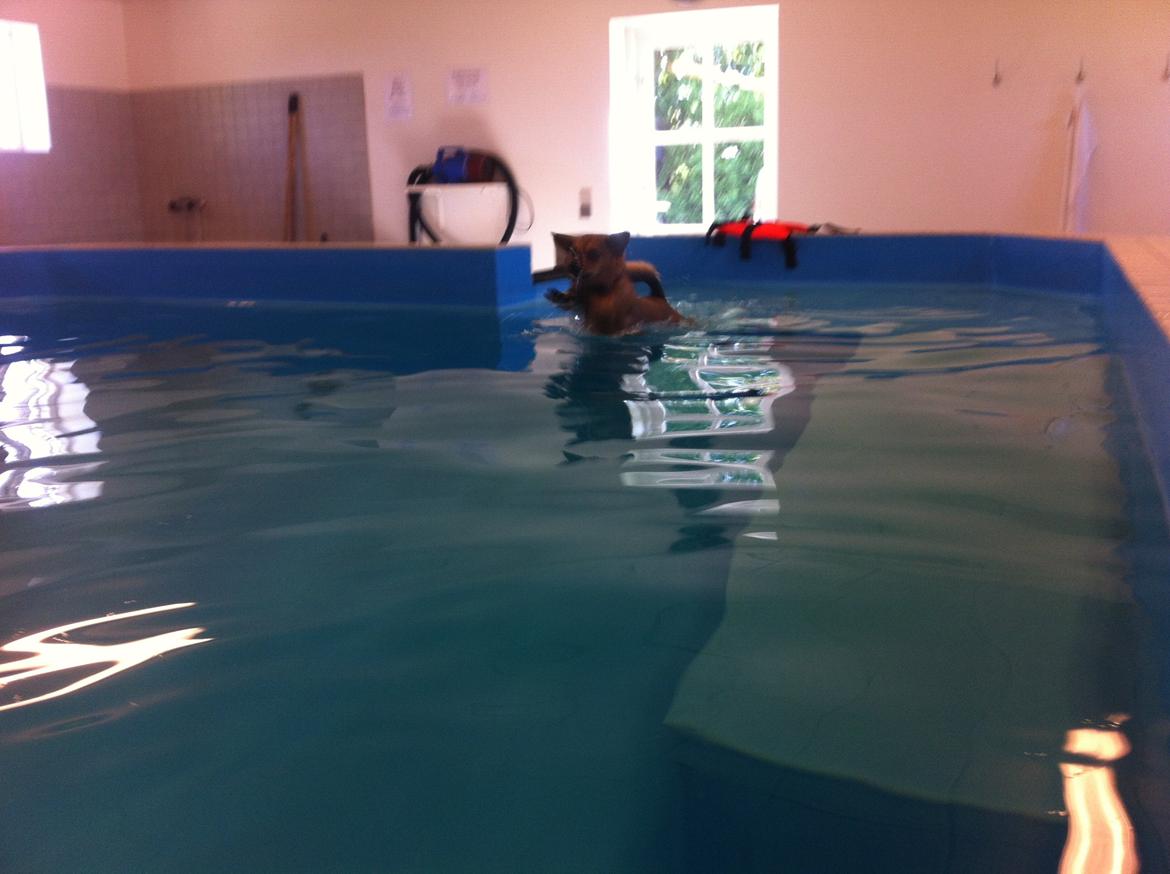 Blanding af racer Mikki - til svømning billede 12