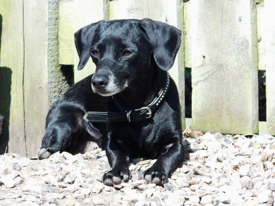 Blanding af racer Snuppi billede 1