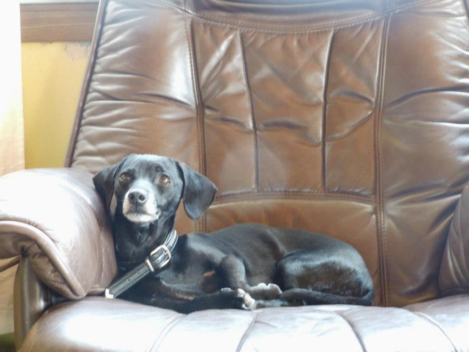 Blanding af racer Snuppi billede 2