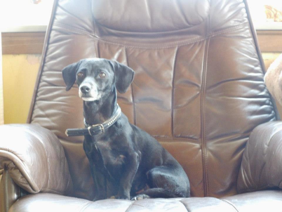 Blanding af racer Snuppi billede 3