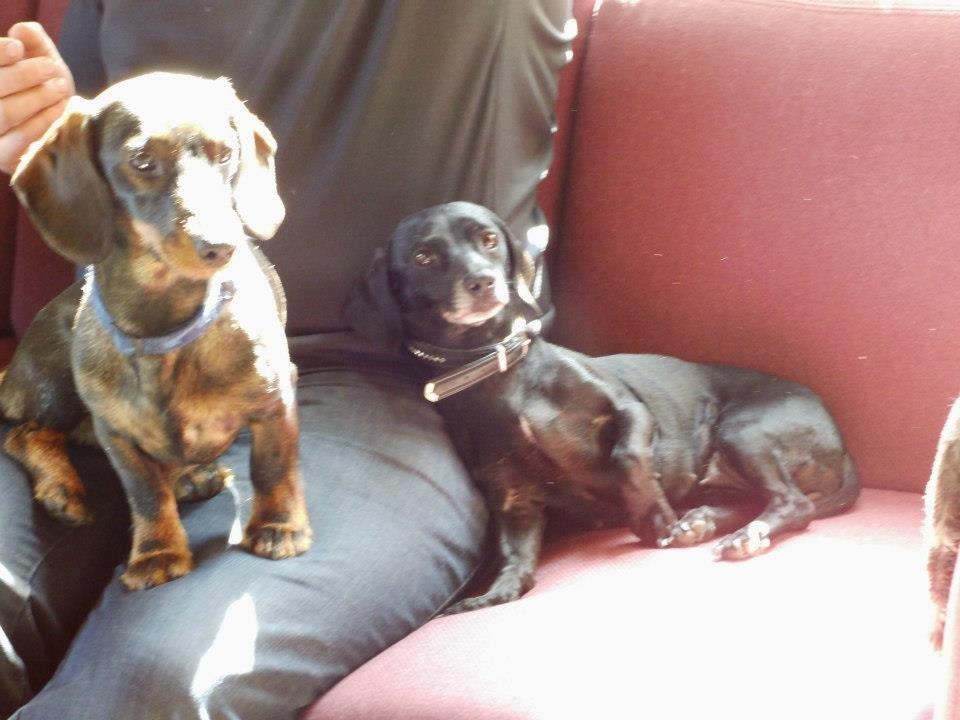 Blanding af racer Snuppi billede 4