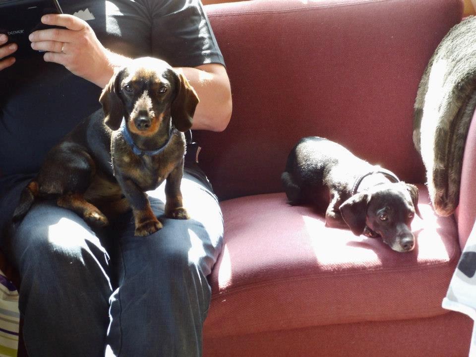 Blanding af racer Snuppi billede 5