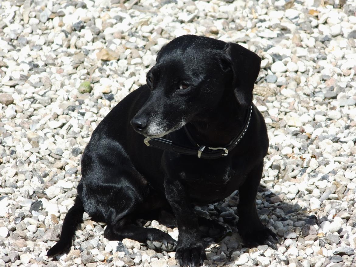 Blanding af racer Snuppi billede 6