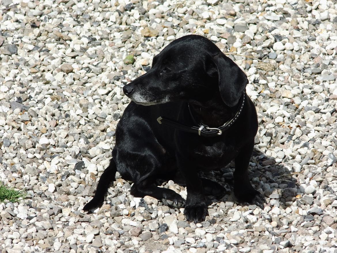 Blanding af racer Snuppi billede 7