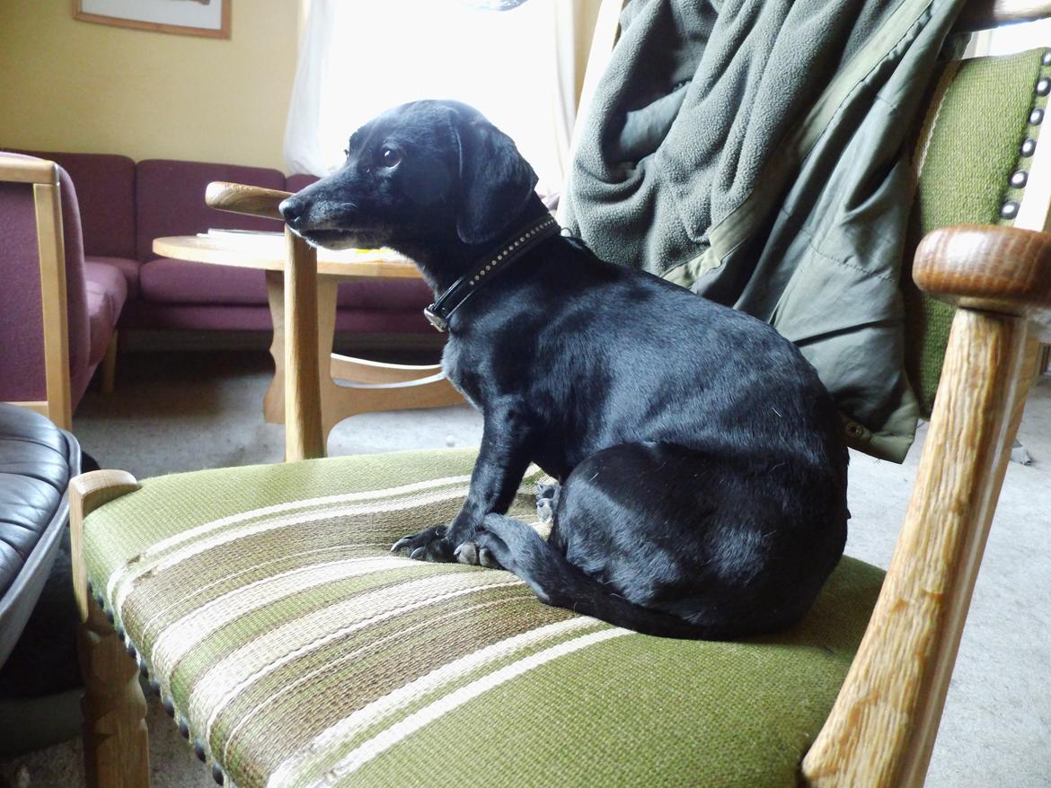 Blanding af racer Snuppi billede 8