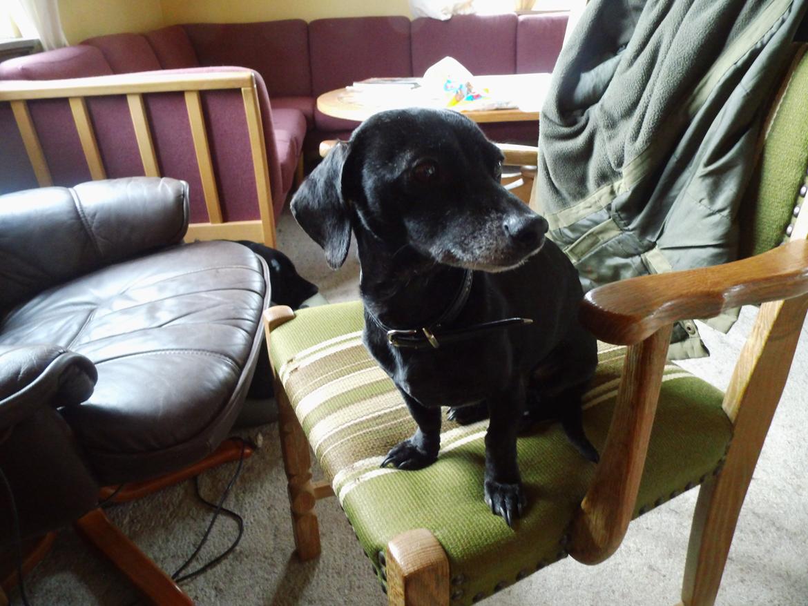 Blanding af racer Snuppi billede 9