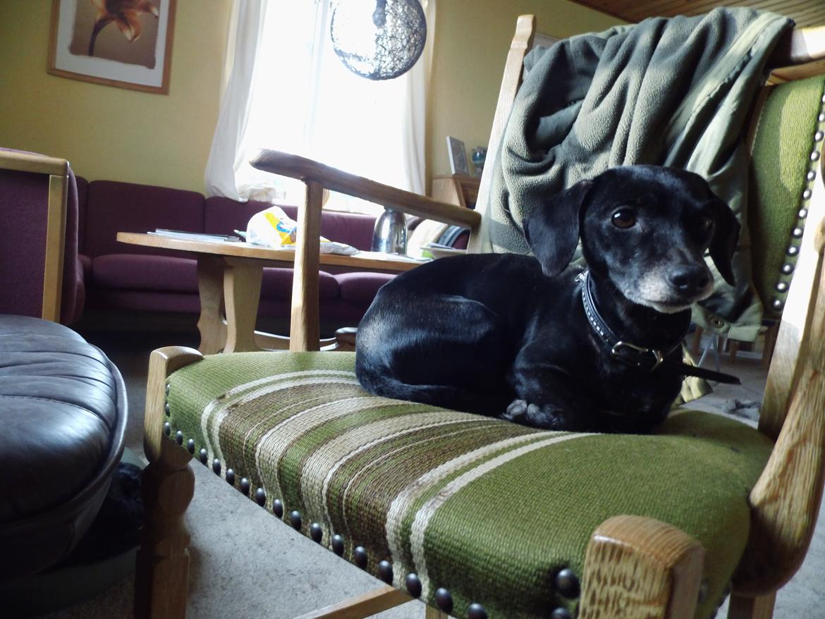 Blanding af racer Snuppi billede 10