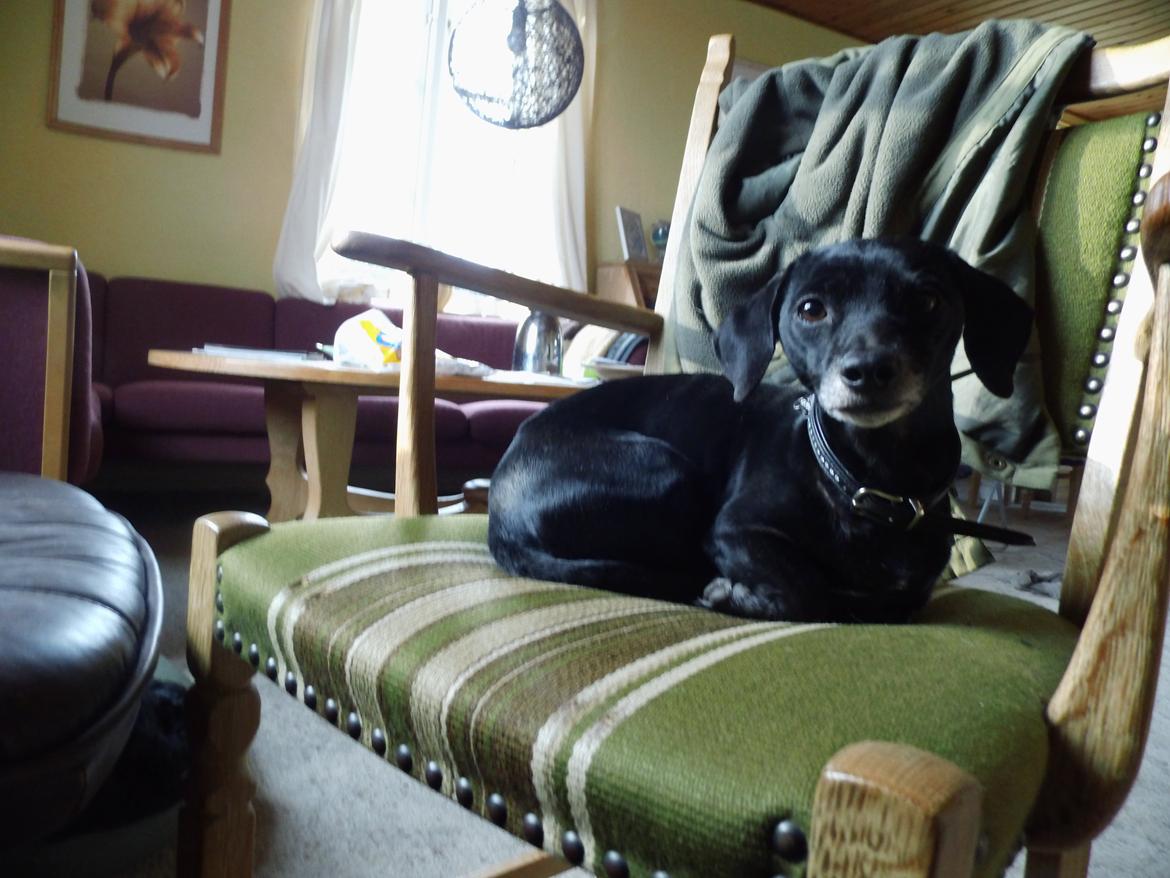 Blanding af racer Snuppi billede 11