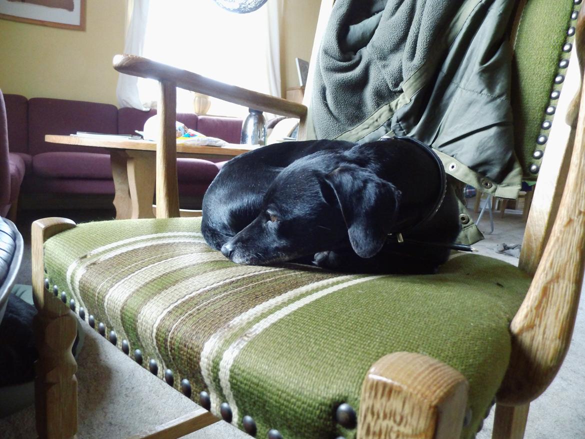 Blanding af racer Snuppi billede 12