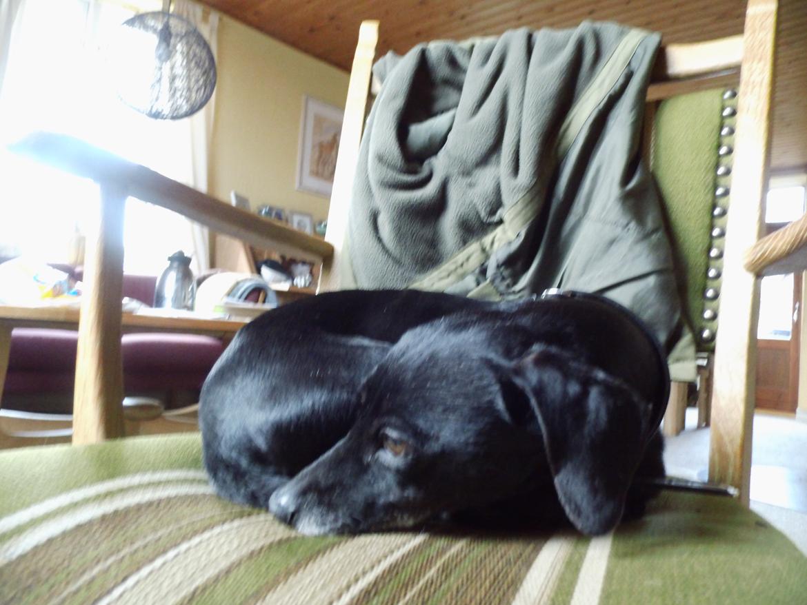 Blanding af racer Snuppi billede 13