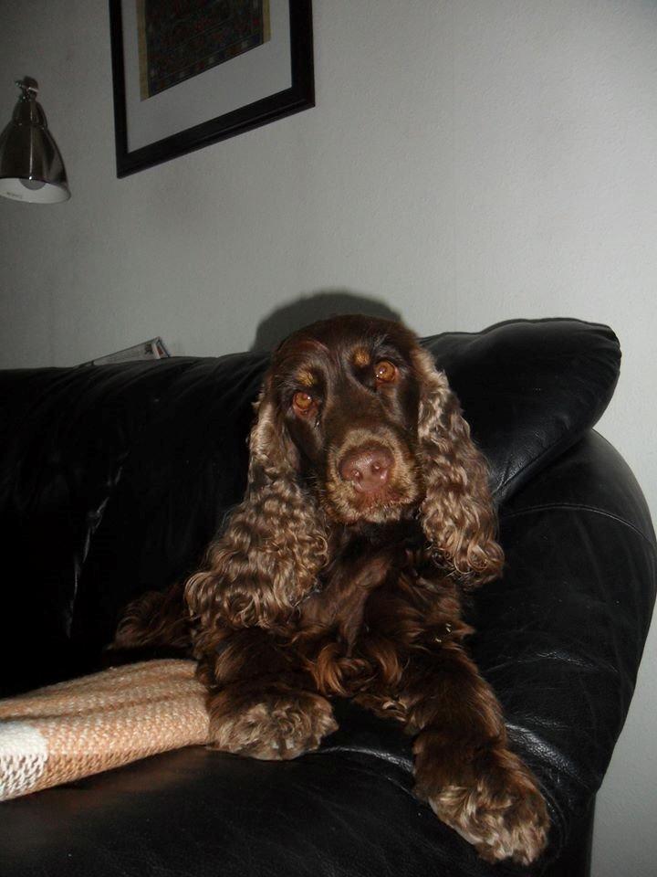 Cocker spaniel Bella Without words billede 5