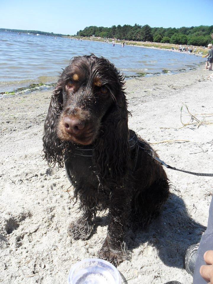Cocker spaniel Bella Without words - Har lige været på stranden og bade..1.1/2 år gammel. billede 4