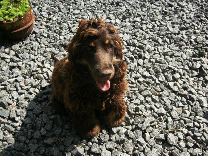 Cocker spaniel Bella Without words billede 3