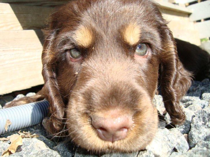 Cocker spaniel Bella Without words - Lille og ny billede 2