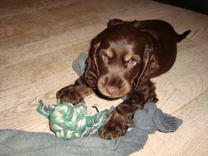 Cocker spaniel Bella Without words - Lille og ny billede 1