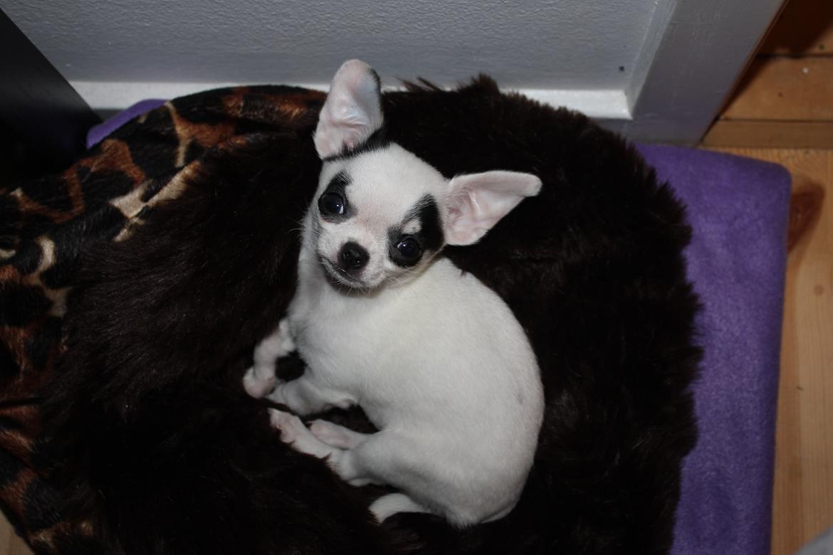 Chihuahua Miszja - 11 uger :) billede 29