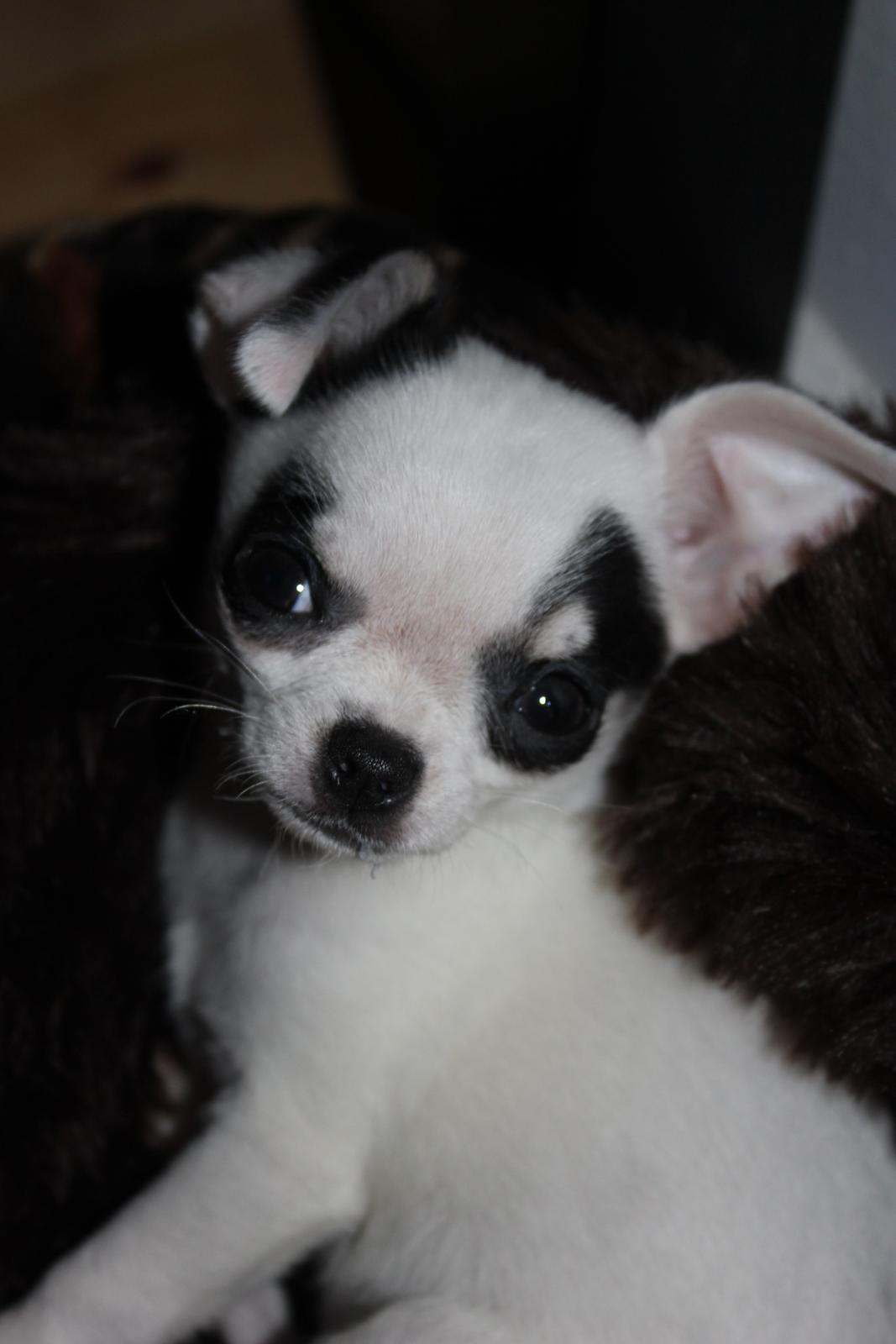 Chihuahua Miszja - Velkommen til Miszja's profil, her er hun 11 uger :) billede 28