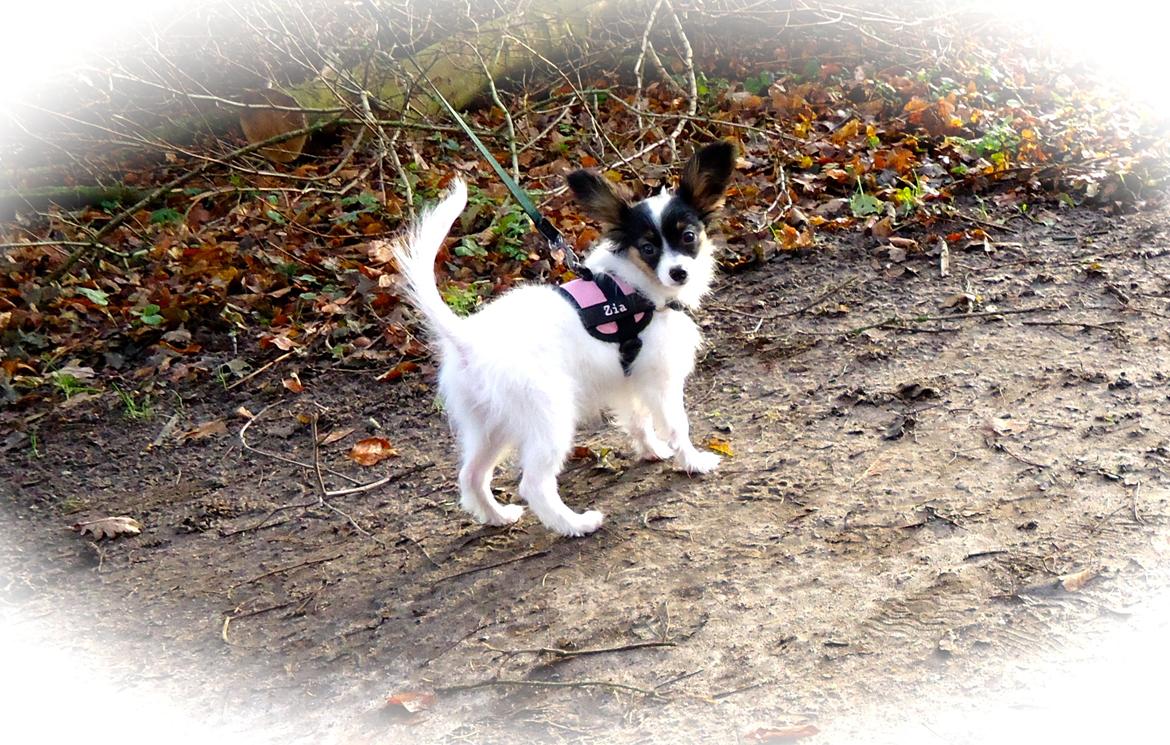 Papillon Flowerbirds Zia Be My Beauty - Zia på tur i skoven. billede 26