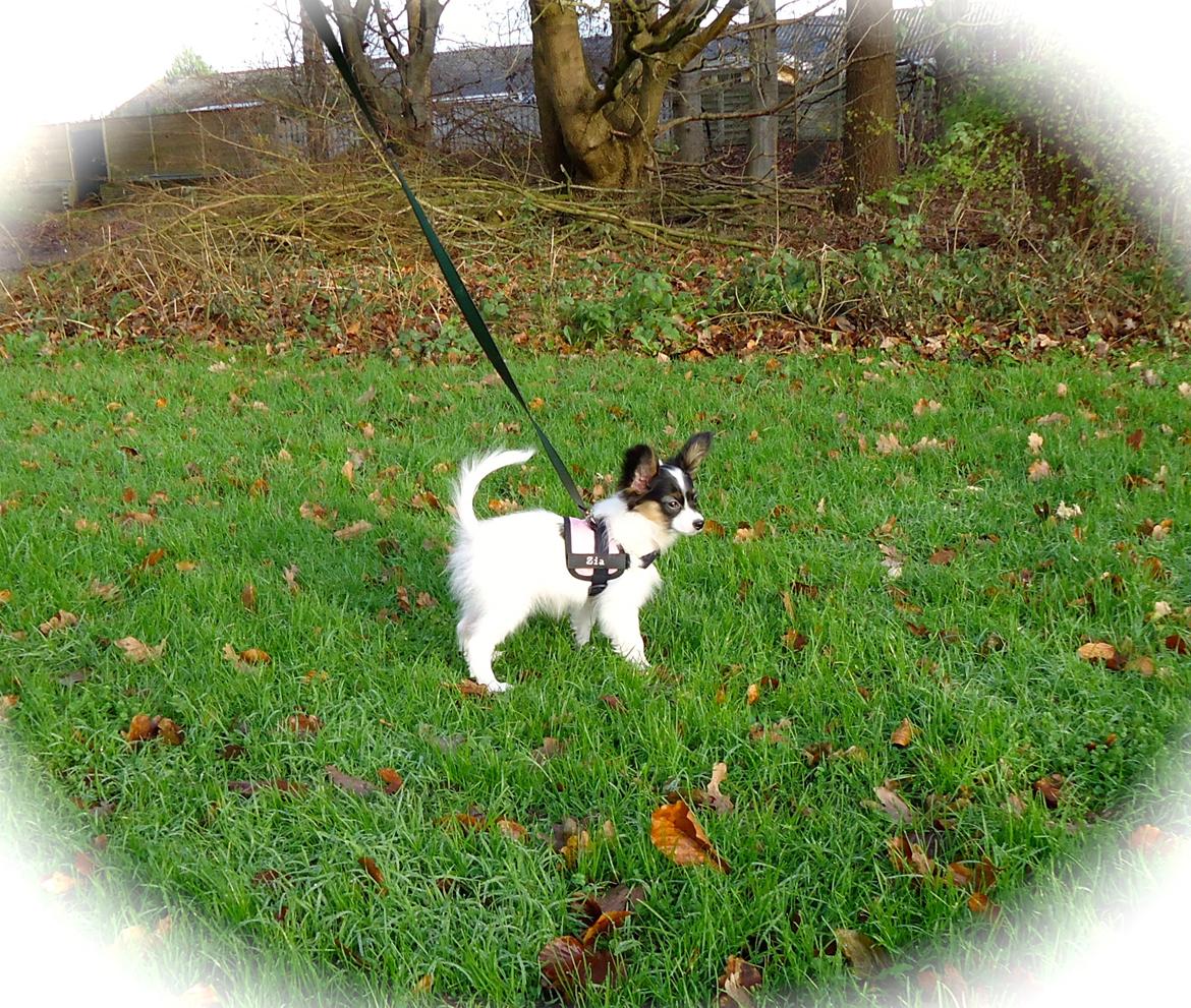 Papillon Flowerbirds Zia Be My Beauty billede 27