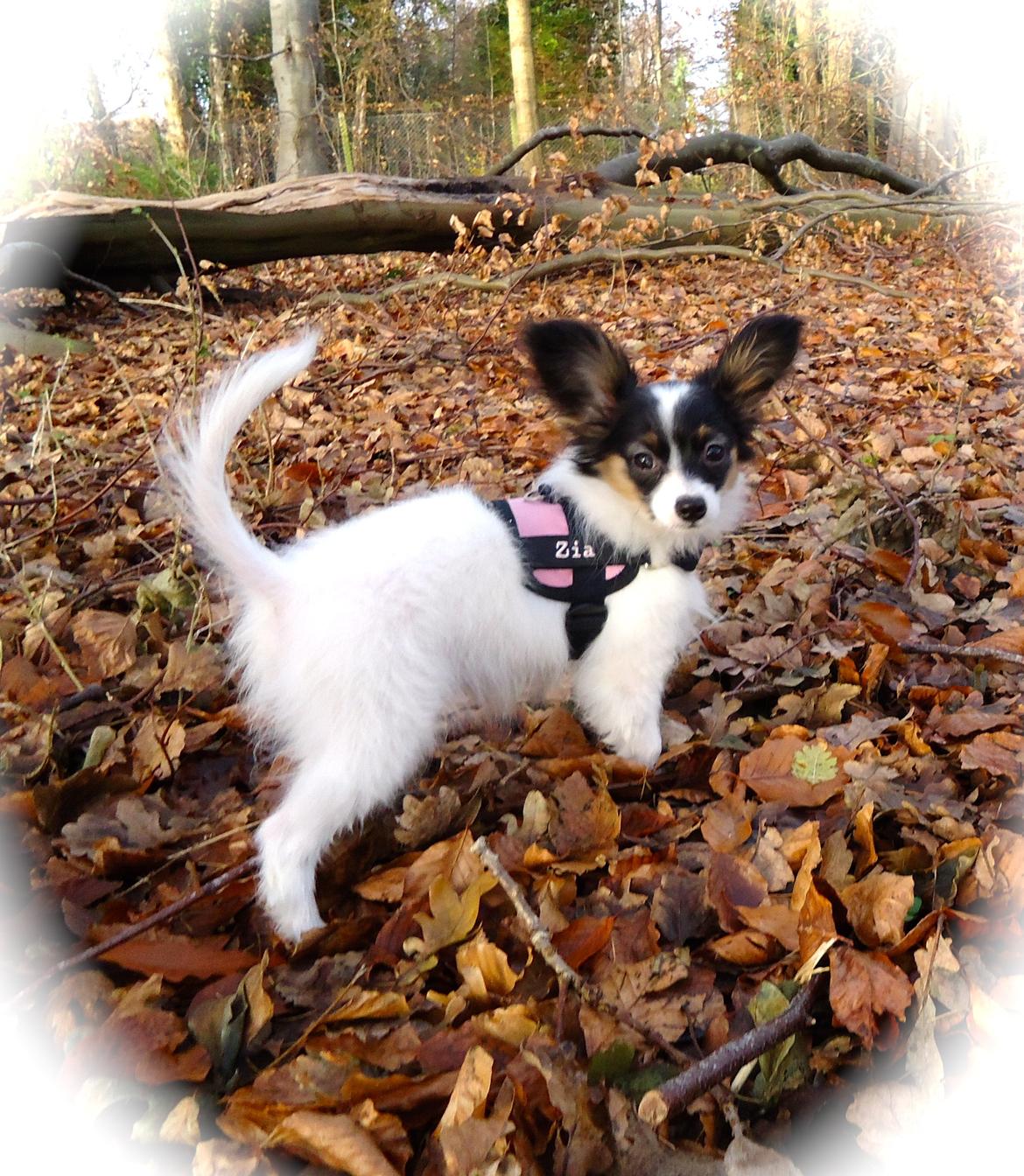 Papillon Flowerbirds Zia Be My Beauty billede 28