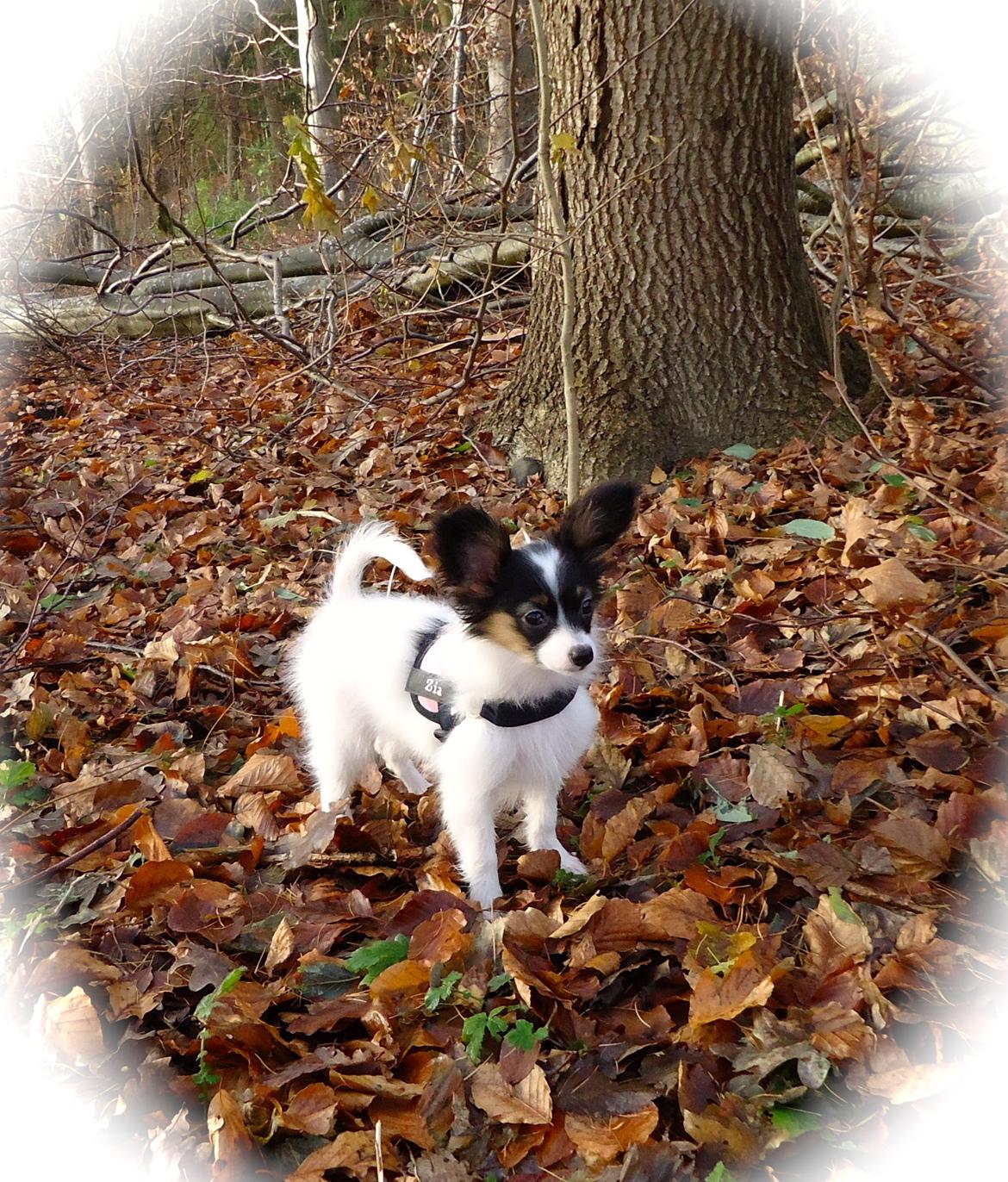 Papillon Flowerbirds Zia Be My Beauty billede 29