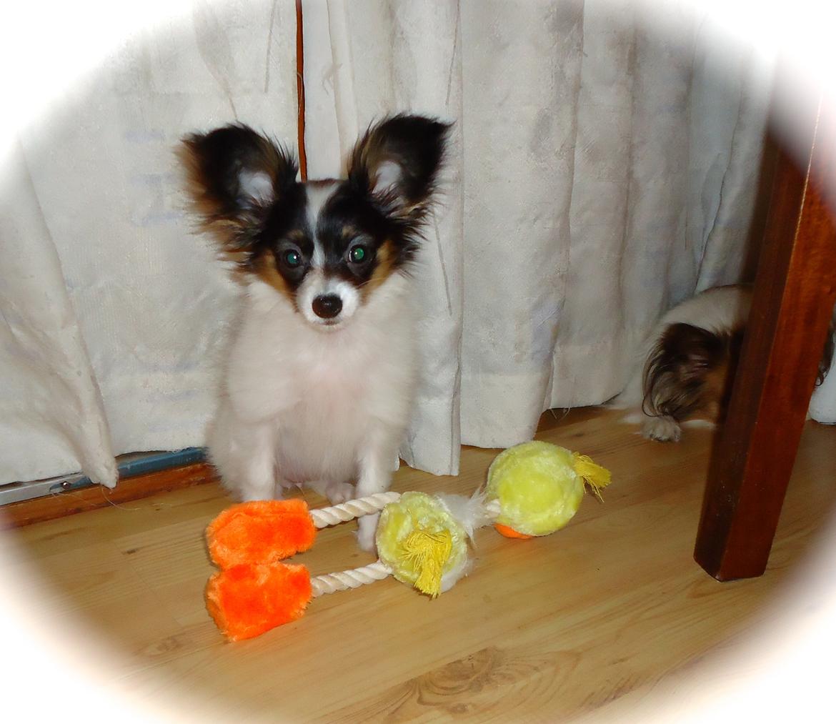 Papillon Flowerbirds Zia Be My Beauty - Zia 3 mdr. gammel <3 billede 21