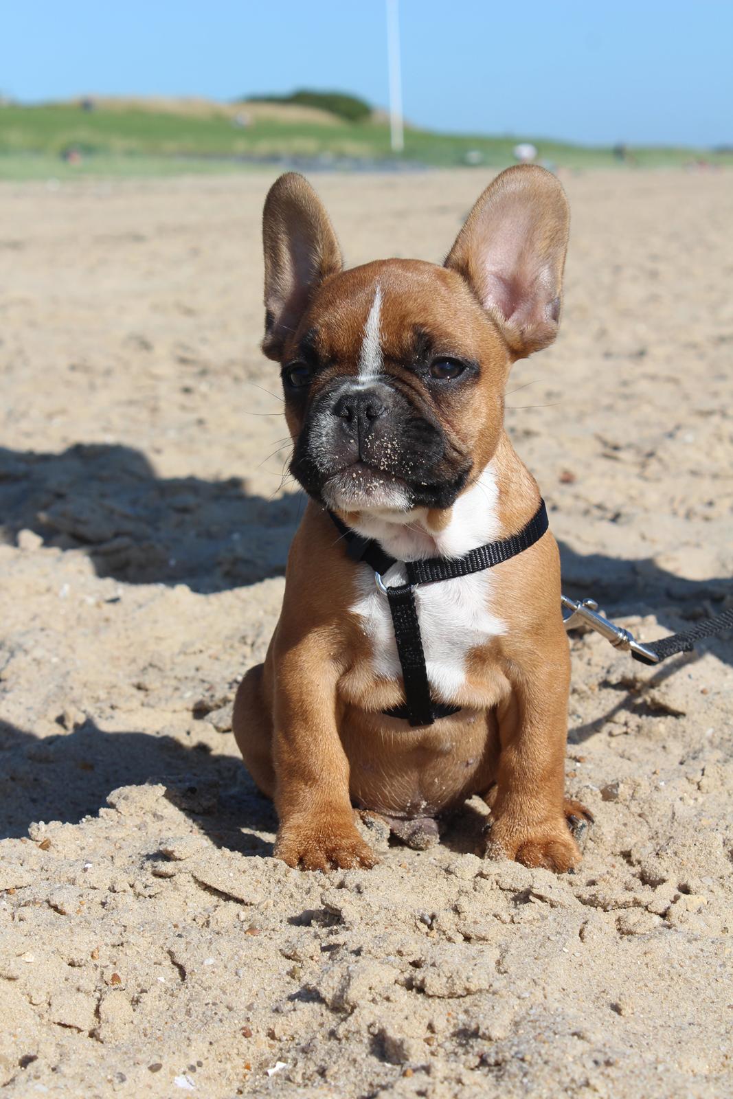 Fransk bulldog Arnold billede 32