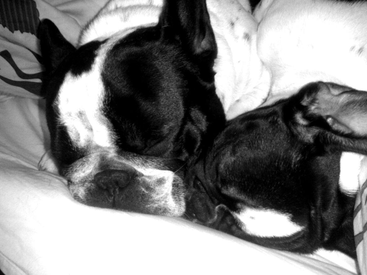 Fransk bulldog Milo - Milo har fået en lillebror, Max.  billede 1