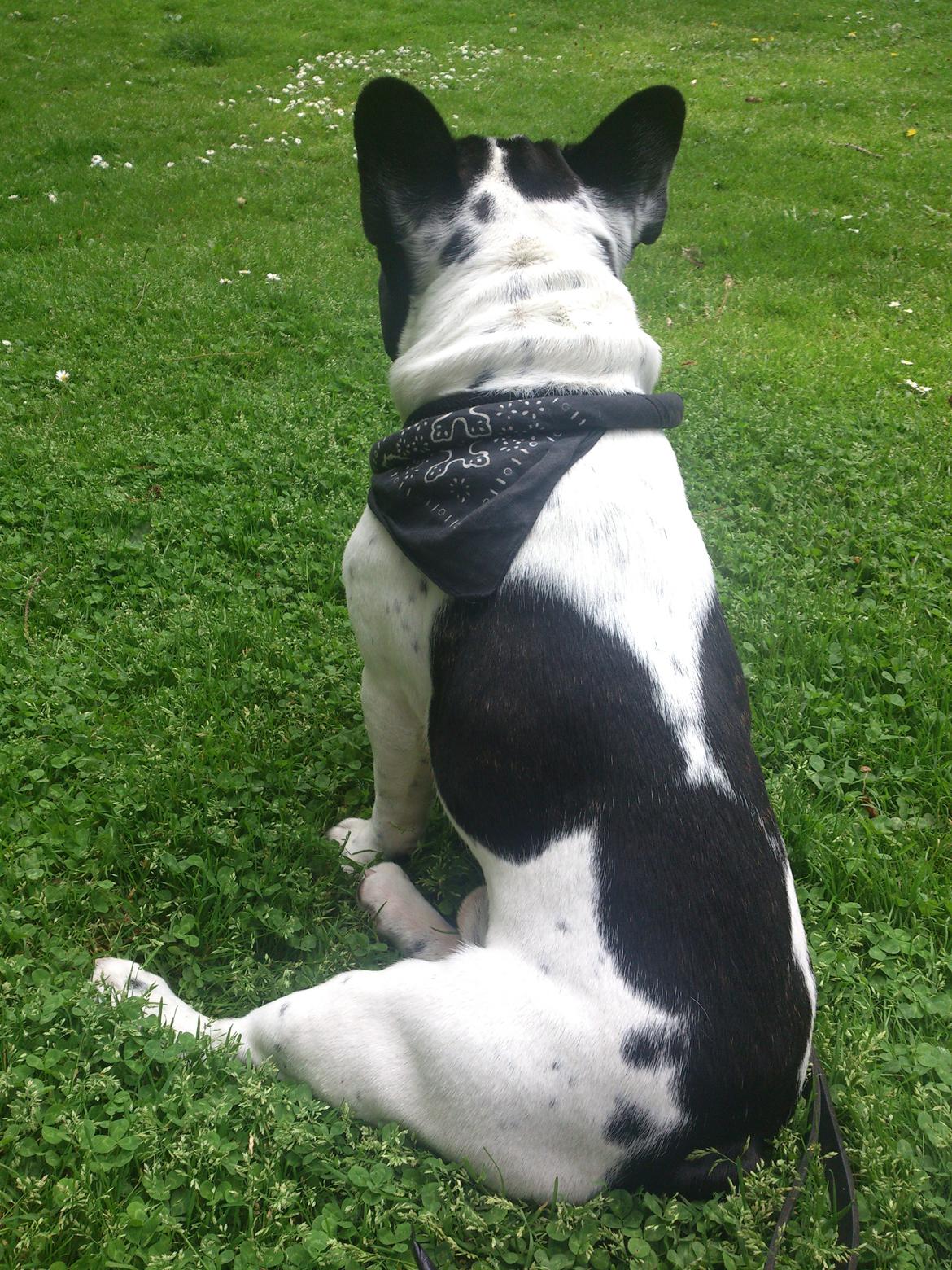 Fransk bulldog Milo billede 5