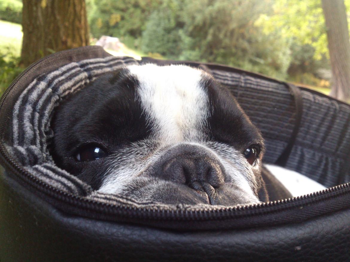 Fransk bulldog Milo billede 2