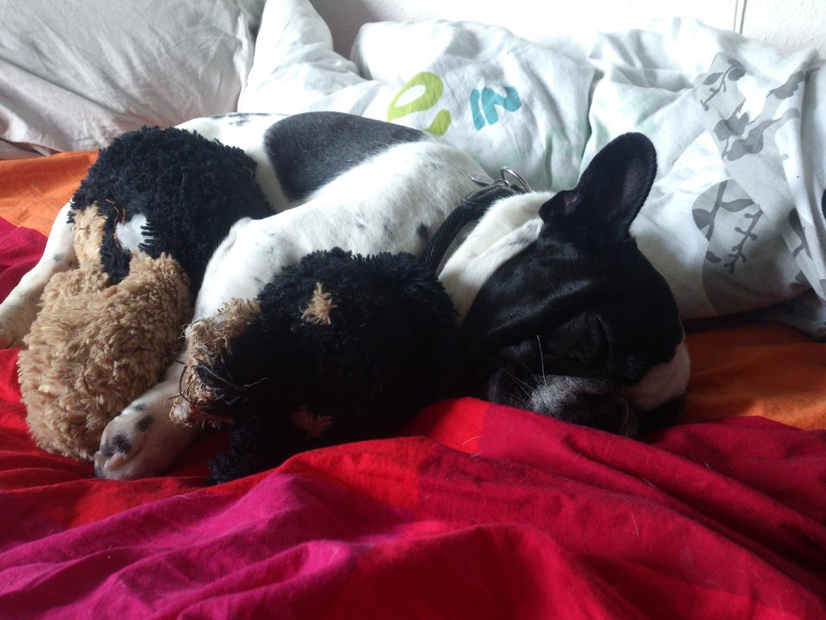 Fransk bulldog Milo billede 4