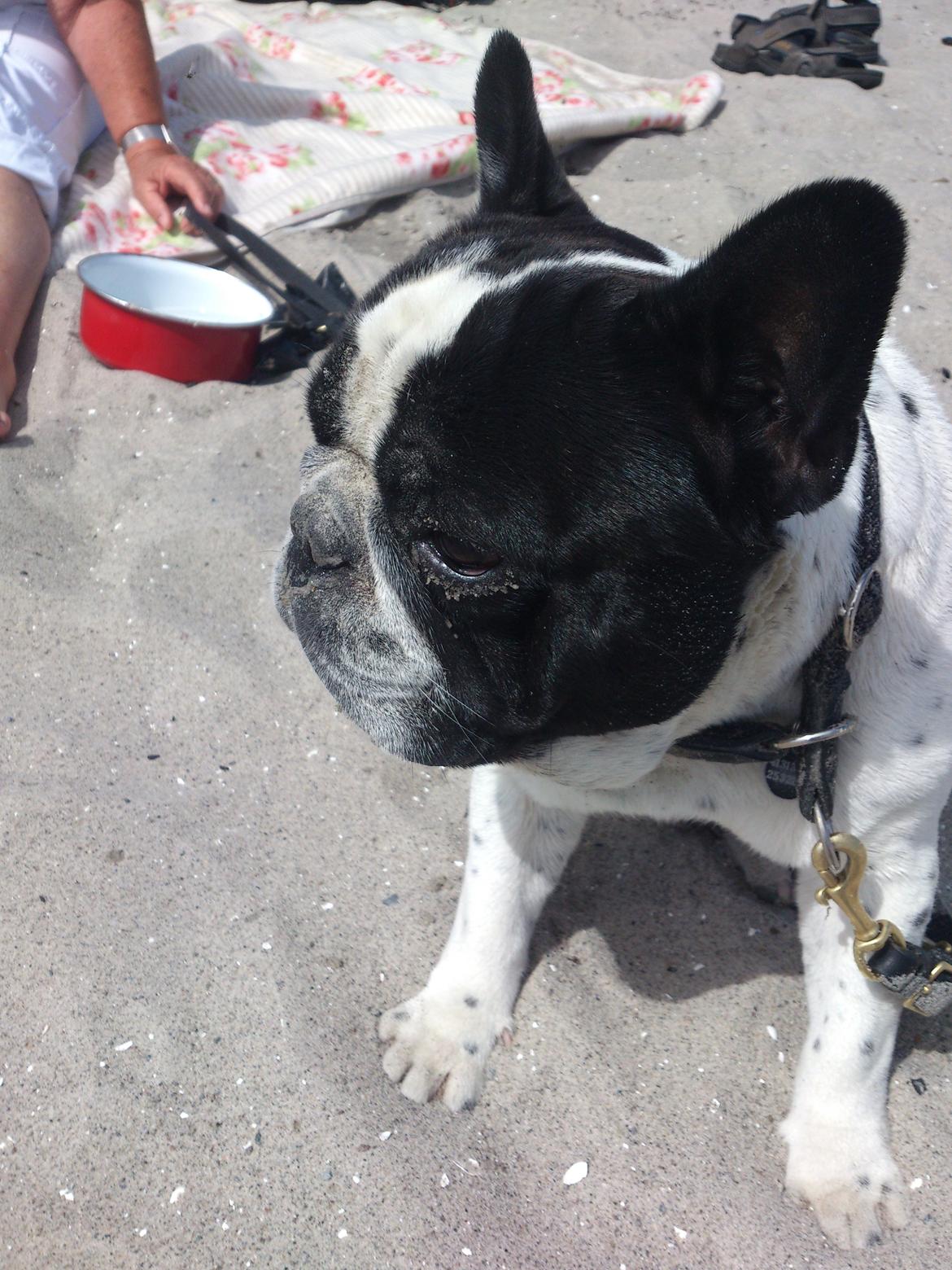 Fransk bulldog Milo billede 3