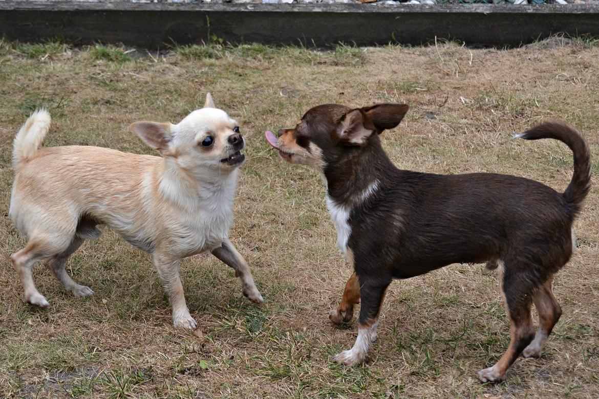 Chihuahua Eddie billede 36