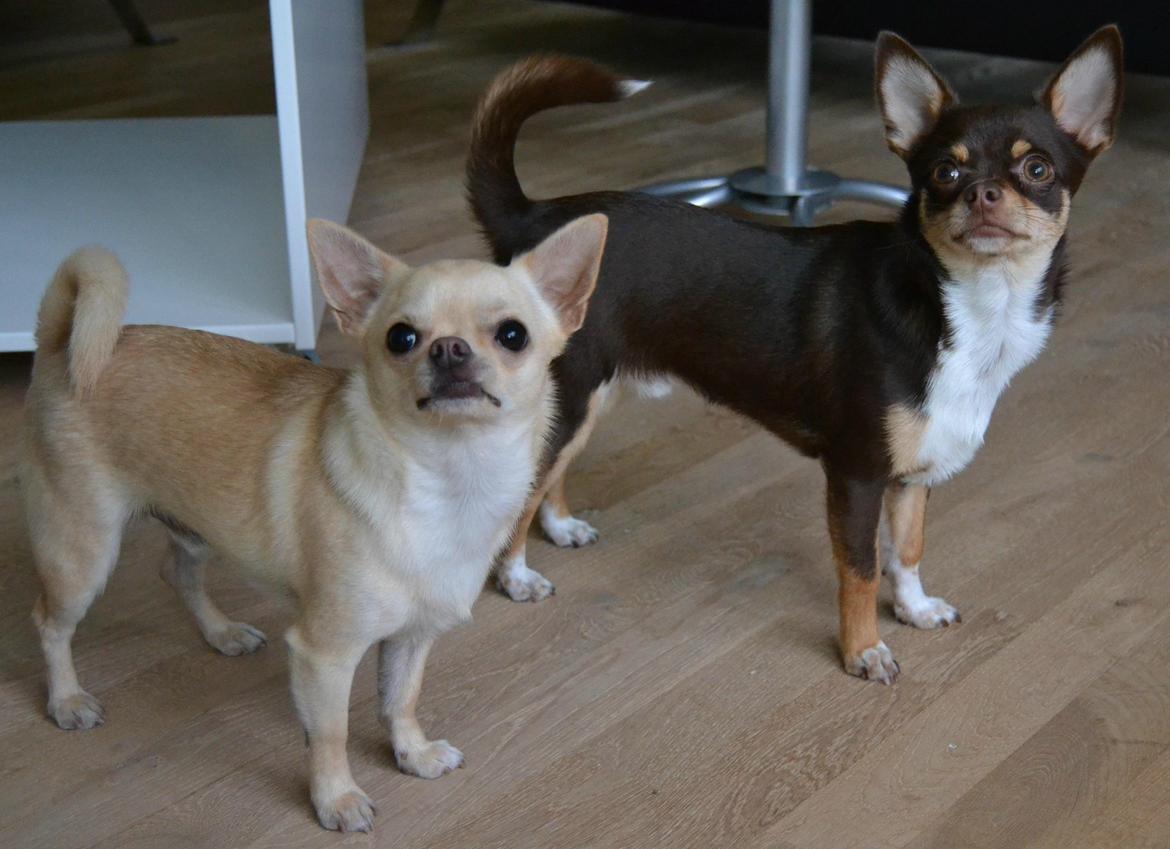 Chihuahua Eddie billede 8
