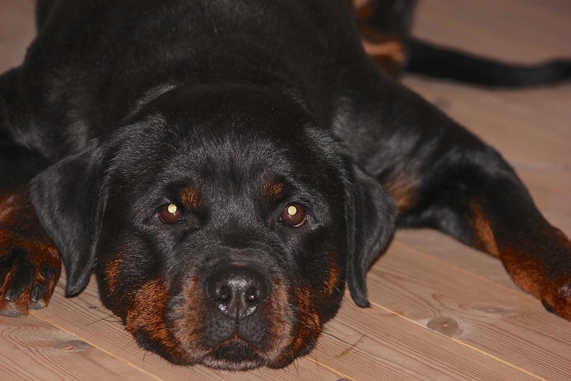 Rottweiler Heitah´s Venedi billede 15