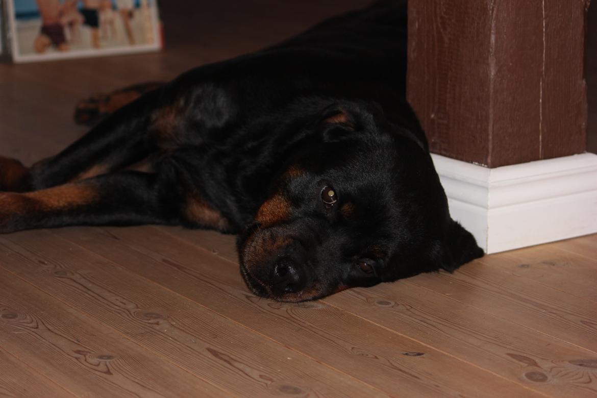 Rottweiler Heitah´s Venedi billede 16