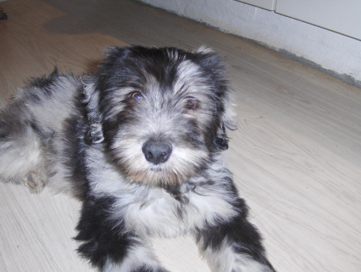 Cane Da Pastore Bergamasco Kaldenavn "Cane" billede 3