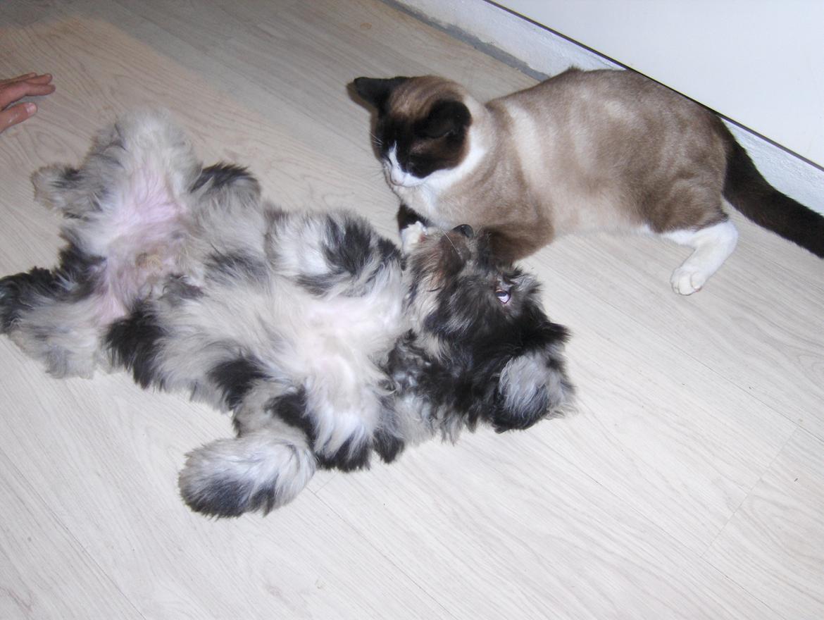 Cane Da Pastore Bergamasco Kaldenavn "Cane" billede 6