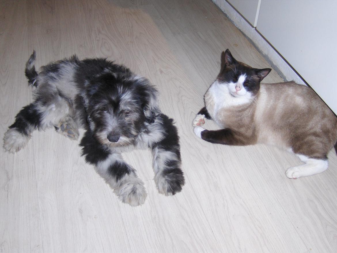 Cane Da Pastore Bergamasco Kaldenavn "Cane" billede 7