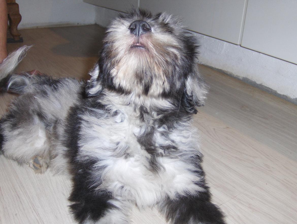 Cane Da Pastore Bergamasco Kaldenavn "Cane" billede 5