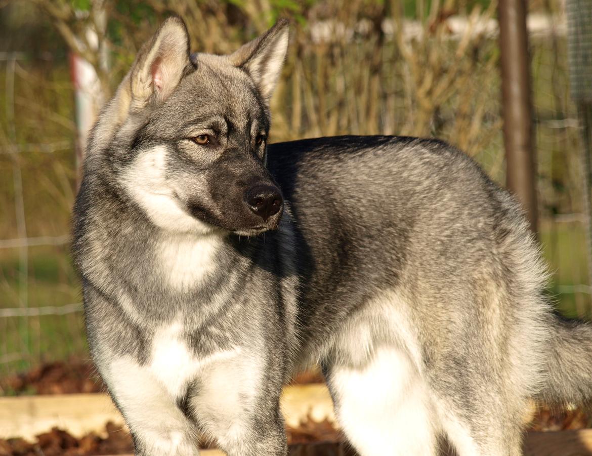 Siberian husky Wolf - Wolf 7 mdr. billede 15