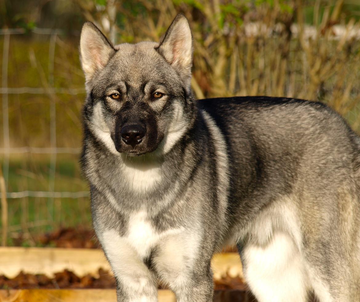 Siberian husky Wolf - Wolf 7 mdr. billede 16